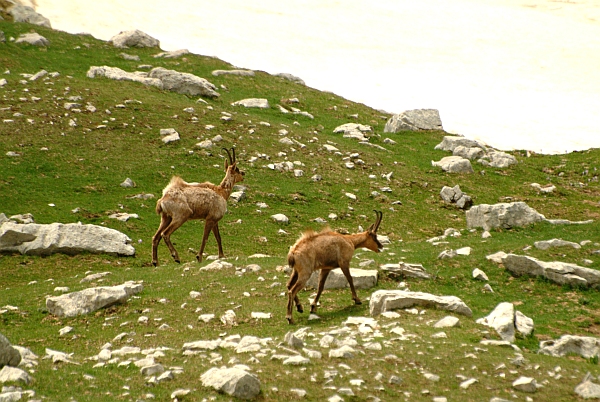 Camoscio d''Abruzzo Rupicapra pyrenaica ornata